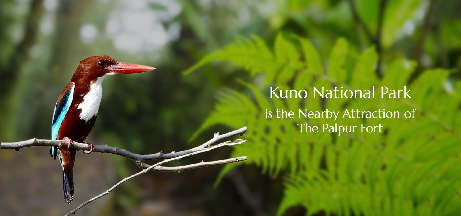 Best wildlife Resorts and Family Hotels in kuno national park